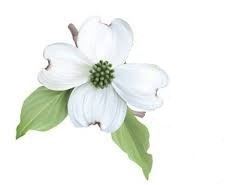 founding members page picture of dogwood flower